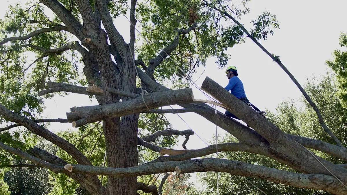 Professional Hazardous Tree Removal performed by certified arborists in Sebec