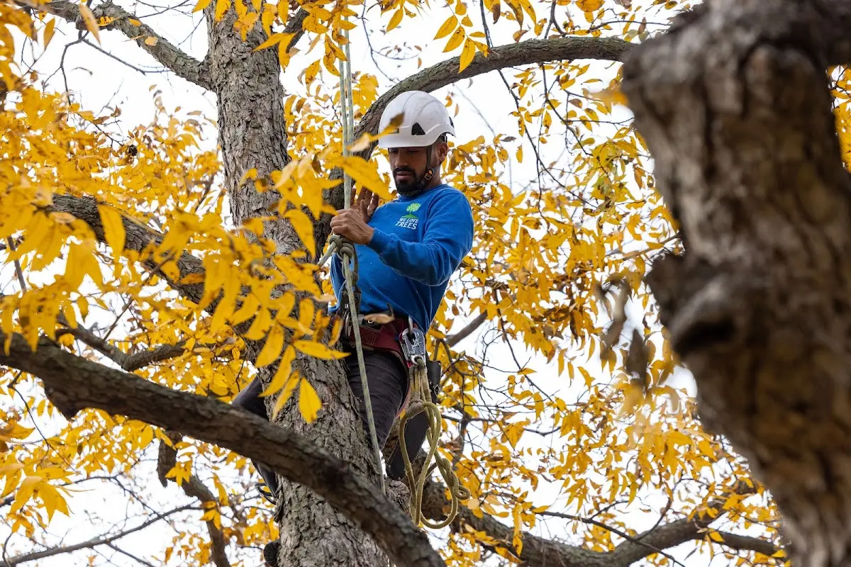 Skilled Tree Planing crew working in Sebec